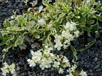 Photos Arabis ferdinandi-coburgii
