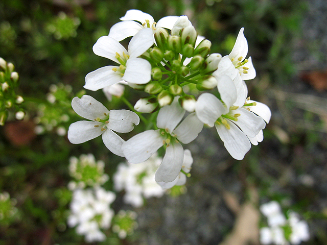 Photos Arabis ferdinandi-coburgii - 