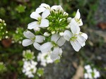 Photos Arabis ferdinandi-coburgii