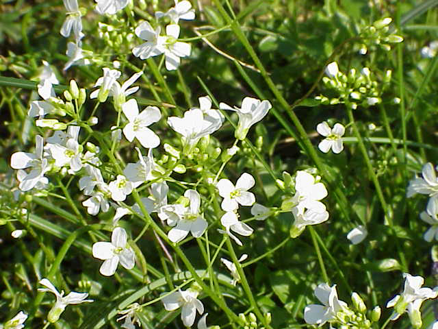 Photos Arabis procurrens - 