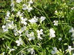 Photos Arabis procurrens