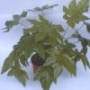 Fatsia japonica