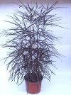 Dizygotheca elegantissima