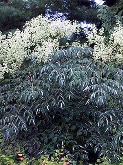 Photos Aralia spinosa - 
