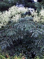 Aralia spinosa - Herkuleskeule