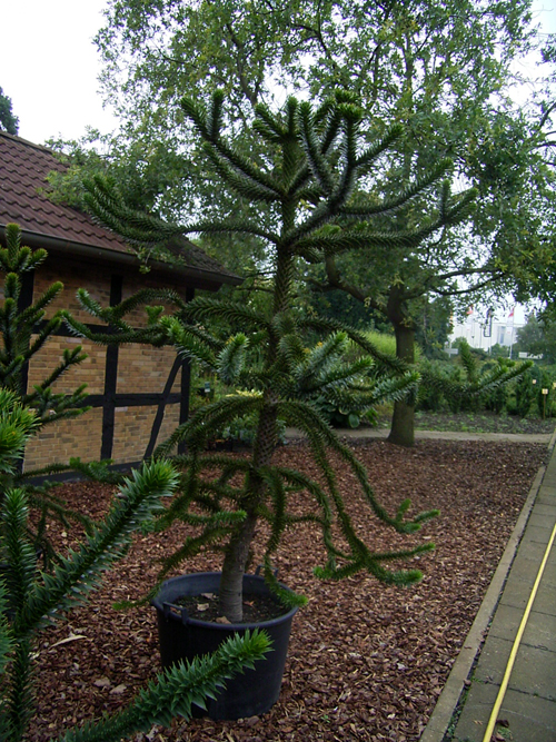 Photos Araucaria araucana - 