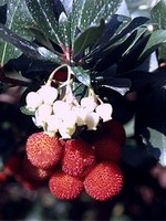 Arbutus unedo - Erdbeerbaum