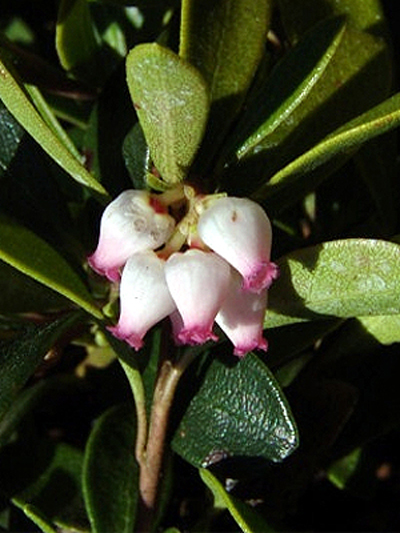 Photos Arctostaphylos uva-ursi - 