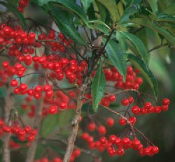 Ardisia crenata