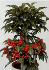 Ardisia crenata