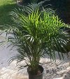 Areca catechu - Chrysalidocarpus lutescens