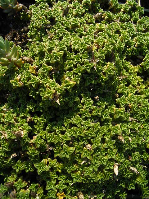 Photos Arenaria tetraquetra - 