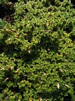 Arenaria tetraquetra - Pyren�en-Sandkraut
