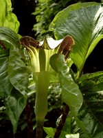 Photos Arisaema amurense