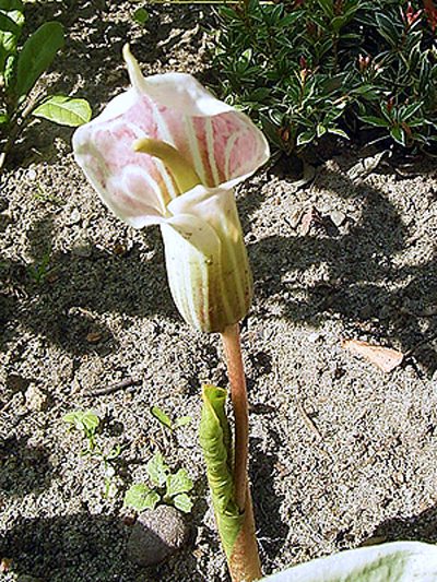 Photos Arisaema candissimum - Jack in the pulpit