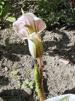 Photos Arisaema candissimum