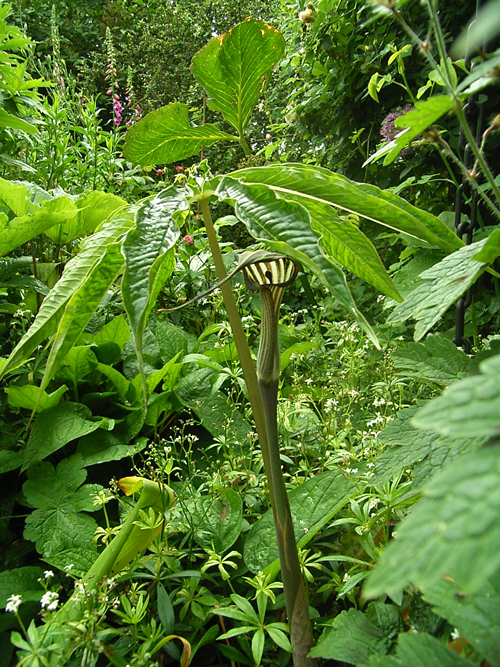 Photos Arisaema coccineum - Jack in the pulpit