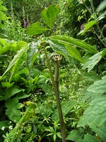 Fotos Arisaema coccineum