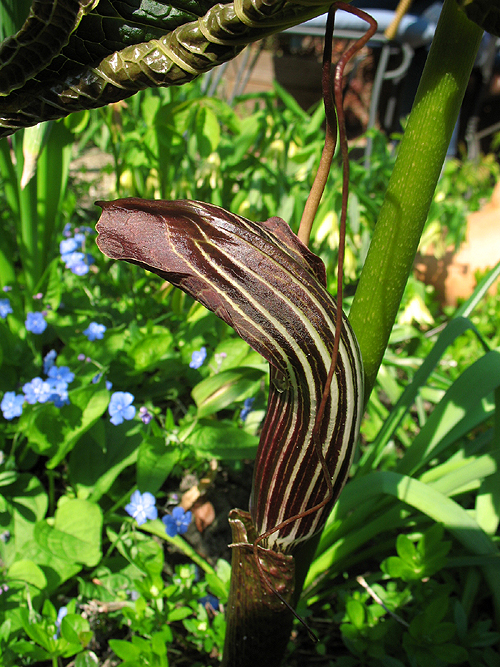 Arisaema griffithii