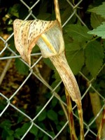 Photos Arisaema nepentoides