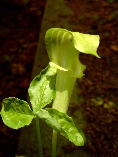 Photos Arisaema nipponicum - Jack in the pulpit
