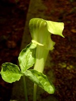 Photos Arisaema nipponicum