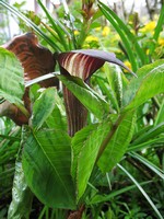 Photos Arisaema sikokianum