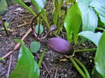 Photos Arisarum probiscideum