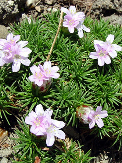 Photos Armeria juniperifolia - Sea thrift