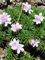 Photos Armeria juniperifolia