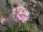Photos Armeria maritima