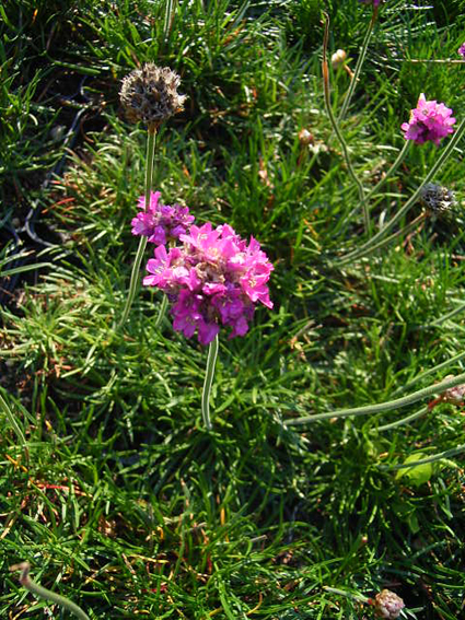 Photos Armeria maritima - Sea thrift