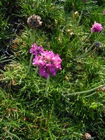 Photos Armeria maritima