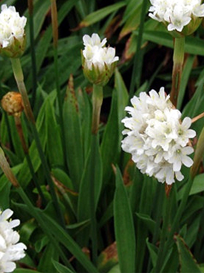 Photos Armeria pseudarmeria - Sea thrift