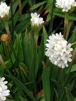Photos Armeria pseudarmeria