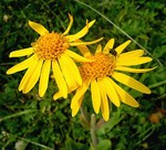 Arnica montana - Arnika, Berg-Wohlverleih