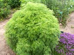 Photos Artemisia abrotanum
