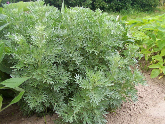 Photos Artemisia absinthium - 