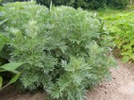 Photos Artemisia absinthium