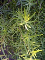 Photos Artemisia dracunculus