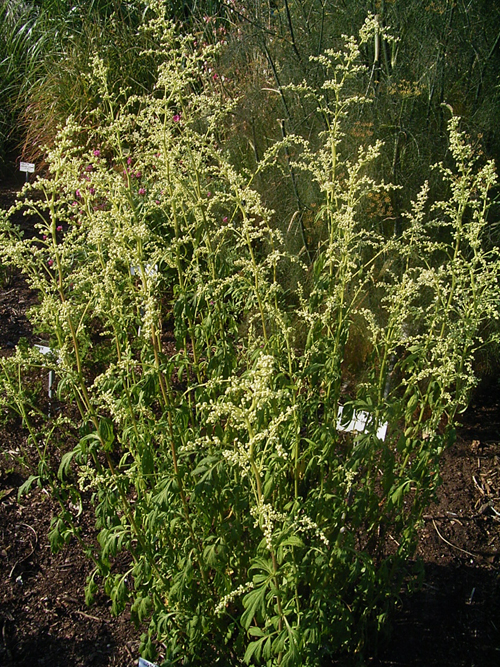 Photos Artemisia lactiflora - 