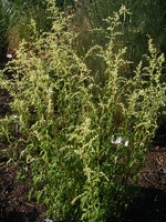 Photos Artemisia lactiflora