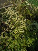 Photos Artemisia lactiflora
