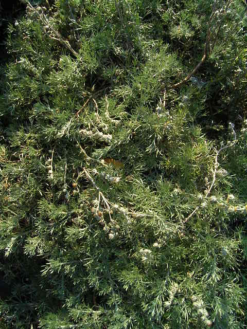 Photos Artemisia schmidtiana - 
