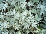 Photos Artemisia stelleriana