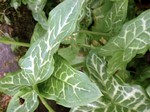 Photos Arum italicum