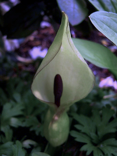 Photos Arum maculatum - 