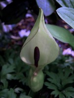Photos Arum maculatum
