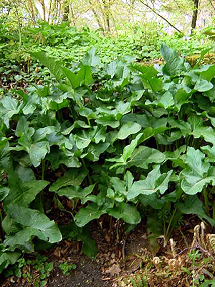 Photos Arum nigrum - 