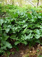 Photos Arum nigrum